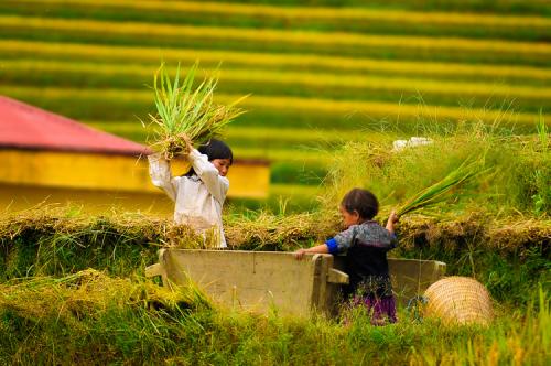 Mùa thu vàng trên vùng núi cao Mù Căng chải