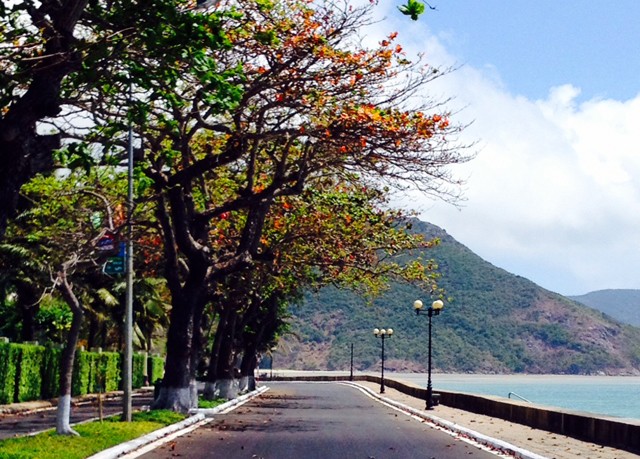 bàng Côn Đảo