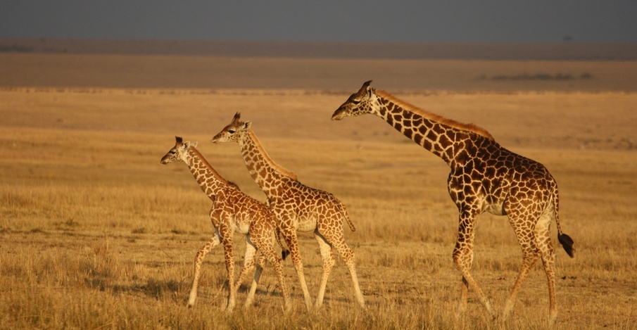 Maasai Mara Maasai Mara