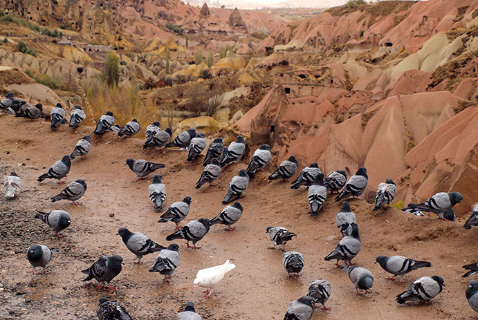 Pigeon valley