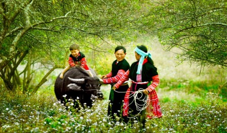 Sapa
