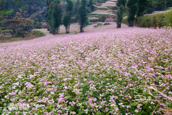 Tam giác mạch Hà Giang