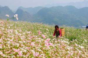 Tour du lịch Hồ Chí Minh - Hà Giang - Khám phá Hoa Tam Giác Mạch