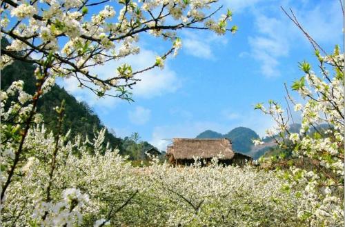 Chùm tour những Mùa Hoa Miền Bắc