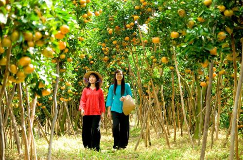 Du lịch Đồng Bằng Sông Cửu Long