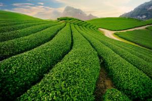 Du lịch Mộc Châu - Mai Châu: Sài Gòn - Mộc Châu - Mai Châu