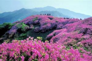 Tour du lịch những mùa hoa phương Bắc: Sài Gòn - Lào Cai - SaPa - Sài Gòn