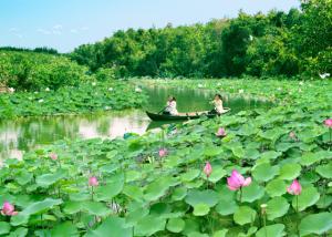 Tour du lịch cuối tuần: Sài Gòn - Đồng Tháp Mười - Sài Gòn