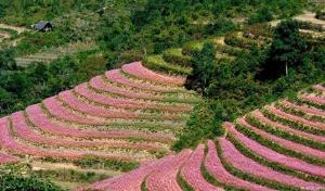 Tour du lịch mùa hoa miền Bắc: Sài Gòn - Hà Giang - Sài Gòn