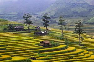 Tour du lịch Mù Căng Chải: Sài Gòn - Mù Căng Chải - Sài Gòn