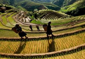 Du lịch Mù Căng Chải: Sài Gòn - Mù Căng Chải - sài Gòn